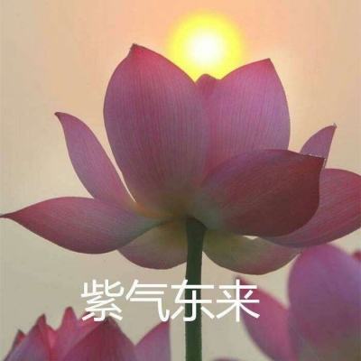 龙珠超赛重临手游下载